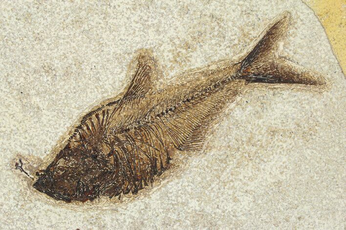 Detailed Fossil Fish (Diplomystus) - Wyoming #292357